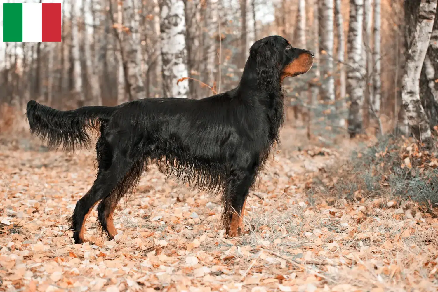 Lee más sobre el artículo Criadores y cachorros de Gordon Setter en Italia