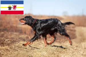 Lee más sobre el artículo Criadores de Setter Gordon y cachorros en Mecklemburgo-Pomerania Occidental