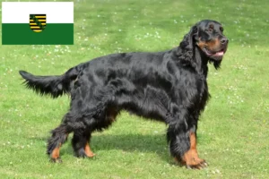 Lee más sobre el artículo Criadores y cachorros de Setter Gordon en Sajonia