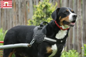 Lee más sobre el artículo Gran Perro Suizo de Montaña criador y cachorros en Bremen