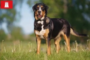 Lee más sobre el artículo Gran Perro Suizo de Montaña criador y cachorros en Hamburgo