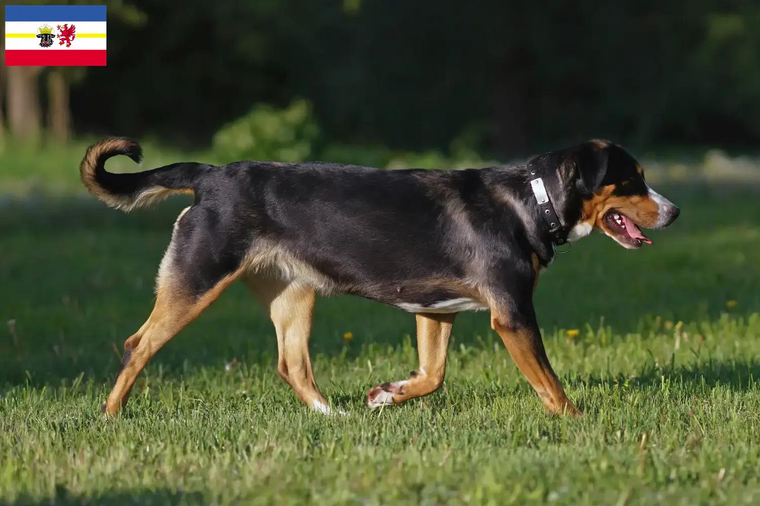 Lee más sobre el artículo Criador de Perros Grandes de Montaña Suizos y Cachorros en Mecklemburgo-Pomerania Occidental