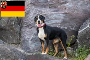 Lee más sobre el artículo Gran Perro Suizo de Montaña criador y cachorros en Renania-Palatinado