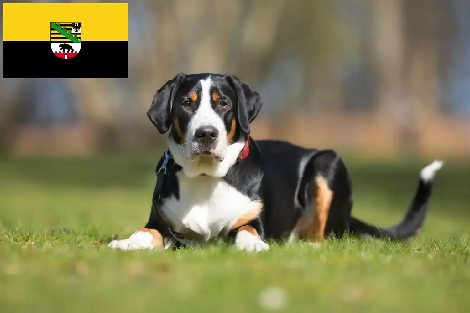 Lee más sobre el artículo Criador de perros grandes de montaña suizos y cachorros en Sajonia-Anhalt