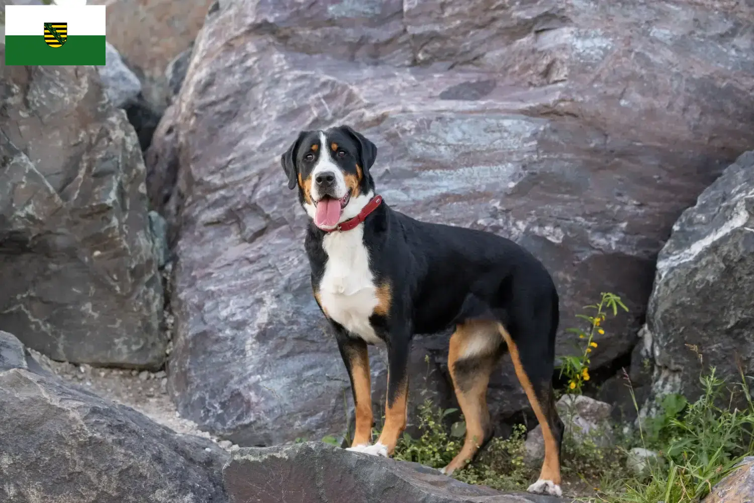 Lee más sobre el artículo Criador de perros grandes de montaña suizos y cachorros en Sajonia