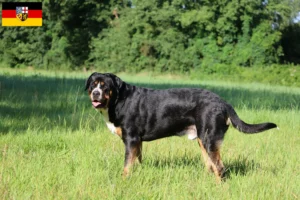 Lee más sobre el artículo Gran Perro Suizo de Montaña criador y cachorros en Sarre