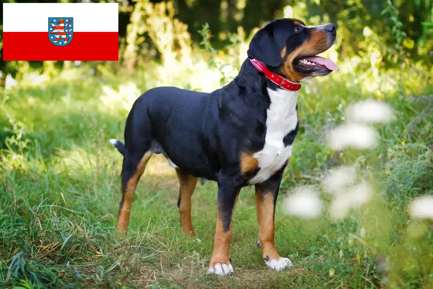 Lee más sobre el artículo Criador de perros de montaña suizos y cachorros en Turingia