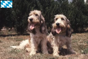 Lee más sobre el artículo Grand Basset Griffon Vendéen criadores y cachorros en Baviera