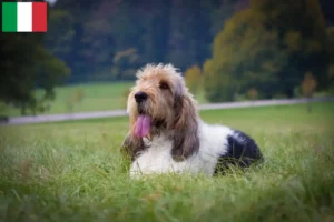 Lee más sobre el artículo Grand Basset Griffon Vendéen criadores y cachorros en Italia