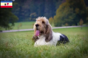 Lee más sobre el artículo Criadores y cachorros de Grand Basset Griffon Vendéen en Mecklemburgo-Pomerania Occidental