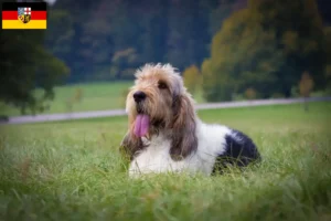 Lee más sobre el artículo Grand Basset Griffon Vendéen criadores y cachorros en Sarre