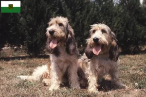 Lee más sobre el artículo Grand Basset Griffon Vendéen criadores y cachorros en Sajonia