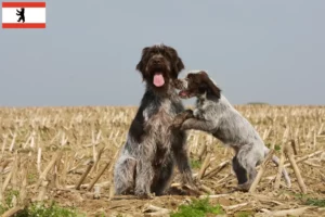 Lee más sobre el artículo Griffon d’arrêt à poil dur Criador y cachorros en Berlín