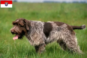 Lee más sobre el artículo Griffon d’arrêt à poil dur Criador y cachorros en Hessen