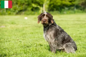 Lee más sobre el artículo Griffon d’arrêt à poil dur Criadores y cachorros en Italia