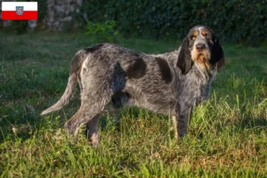 Lee más sobre el artículo Criadores de Grifón Azul de Gascuña y cachorros en Turingia