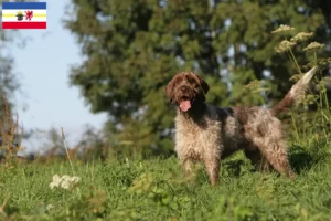 Lee más sobre el artículo Griffon d’arrêt à poil dur Criador y cachorros en Mecklemburgo-Pomerania Occidental