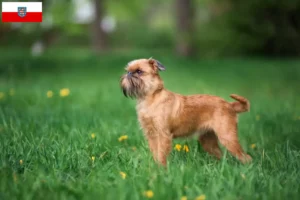 Lee más sobre el artículo Criador de Grifón enano belga y cachorros en Turingia