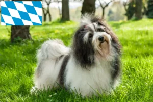 Lee más sobre el artículo Criadores de Bichón Habanero y cachorros en Baviera