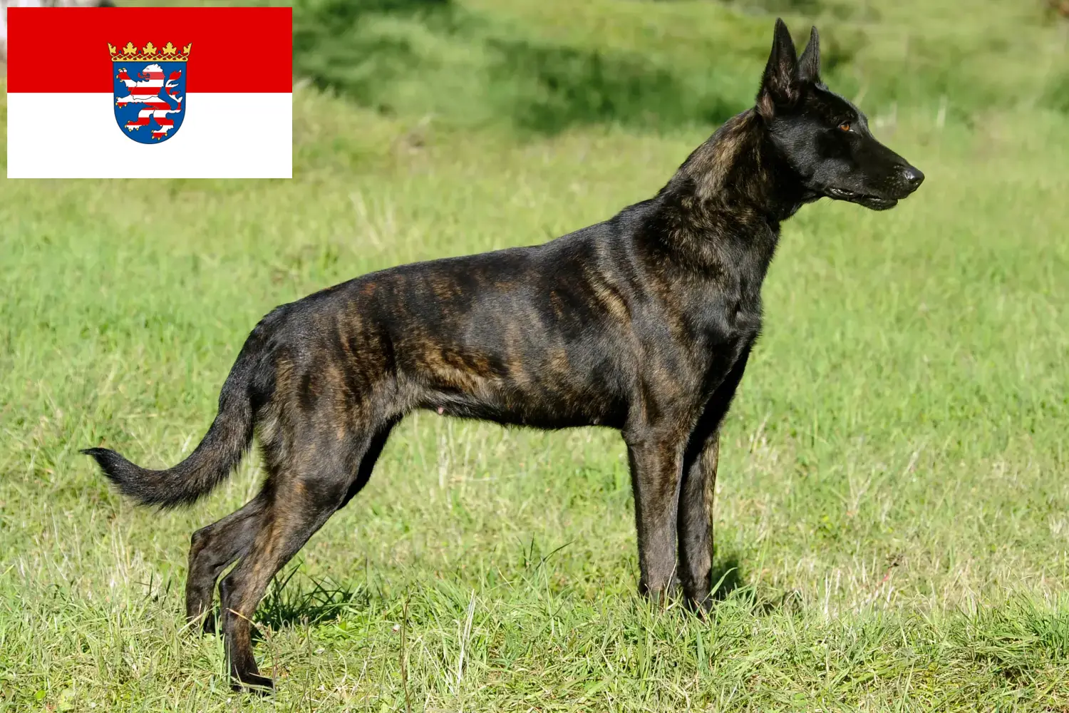 Lee más sobre el artículo Hollandse Herdershond criadores y cachorros en Hessen