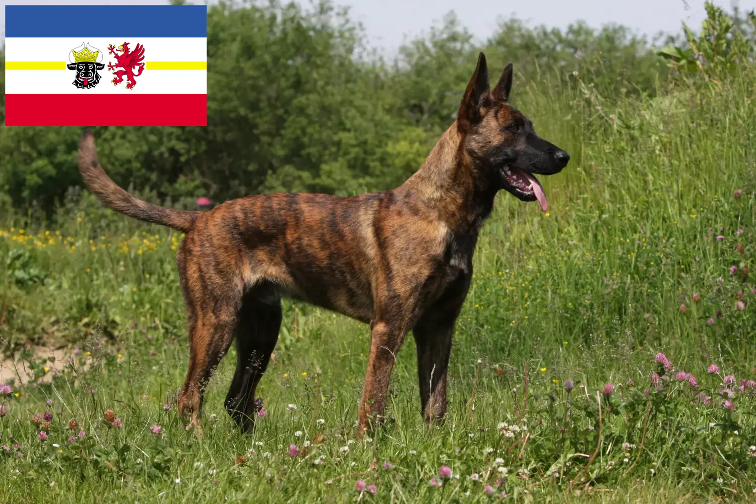 Lee más sobre el artículo Hollandse Herdershond criadores y cachorros en Mecklemburgo-Pomerania Occidental