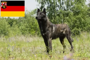 Lee más sobre el artículo Hollandse Herdershond criadores y cachorros en Renania-Palatinado