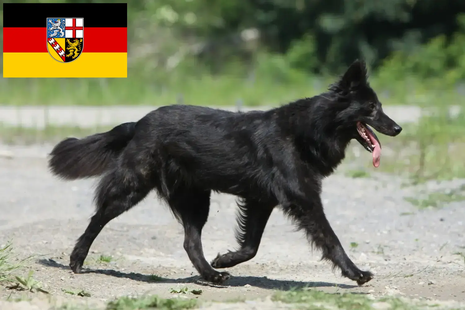 Lee más sobre el artículo Hollandse Herdershond criadores y cachorros en Saarland