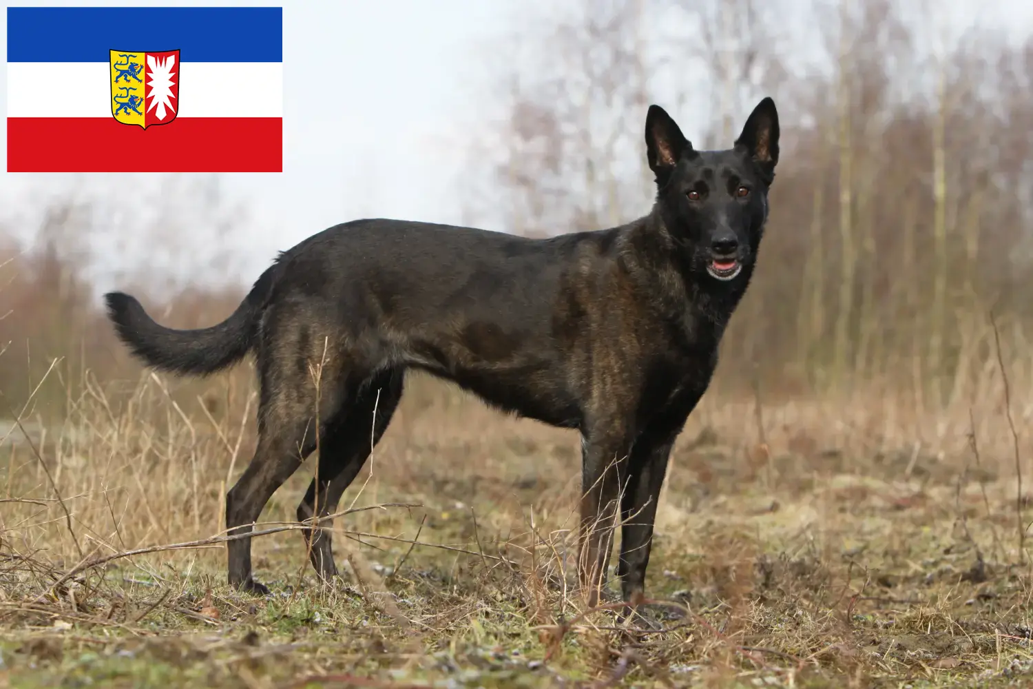 Lee más sobre el artículo Hollandse Herdershond criadores y cachorros en Schleswig-Holstein