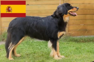 Lee más sobre el artículo Criadores y cachorros de Hovawart en España