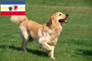 Lee más sobre el artículo Criadores de Hovawart y cachorros en Mecklemburgo-Pomerania Occidental