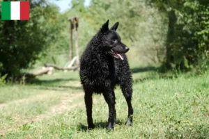 Lee más sobre el artículo Criadores y cachorros de Hrvatski ovčar en Italia