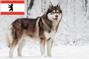 Lee más sobre el artículo Criadores de huskys y cachorros en Berlín