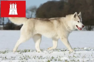 Lee más sobre el artículo Criadores de huskys y cachorros en Hamburgo