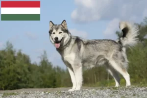 Lee más sobre el artículo Criadores de huskys y cachorros en Hungría