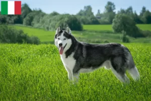 Lee más sobre el artículo Criadores de huskys y cachorros en Italia