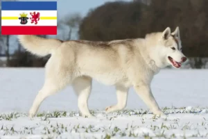 Lee más sobre el artículo Criadores de huskys y cachorros en Mecklemburgo-Pomerania Occidental