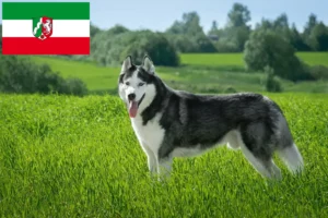 Lee más sobre el artículo Criadores de huskys y cachorros en Renania del Norte-Westfalia