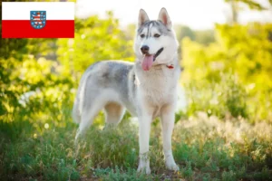 Lee más sobre el artículo Criadores de huskys y cachorros en Turingia