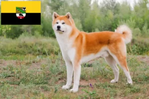 Lee más sobre el artículo Criadores de Akita y cachorros en Sajonia-Anhalt