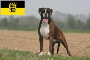 Lee más sobre el artículo Criadores de Boxer y cachorros en Baden-Württemberg