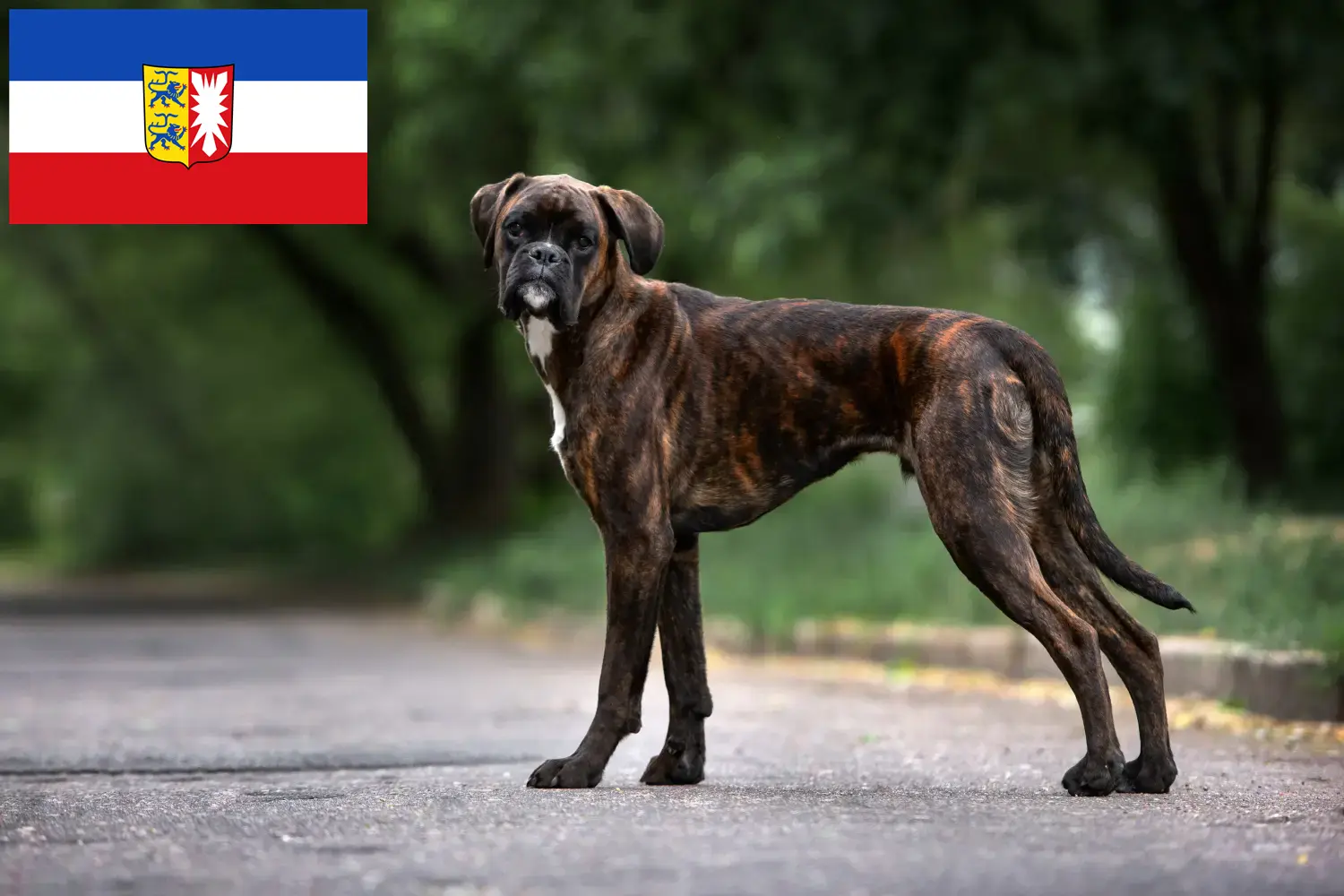 Lee más sobre el artículo Criadores de Boxer y cachorros en Schleswig-Holstein