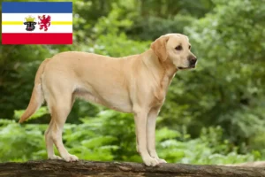 Lee más sobre el artículo Criadores de labradores y cachorros en Mecklemburgo-Pomerania Occidental