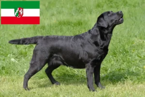 Lee más sobre el artículo Criadores de labradores y cachorros en Renania del Norte-Westfalia