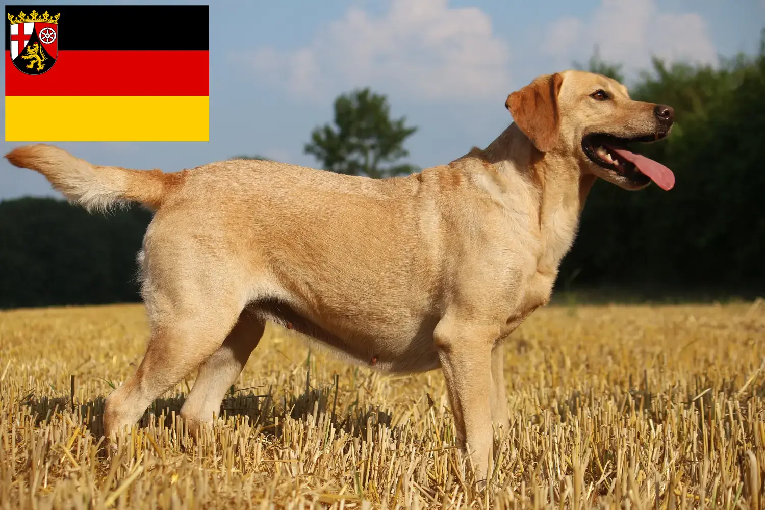 Lee más sobre el artículo Criadores de labradores y cachorros en Renania-Palatinado