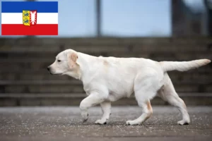 Lee más sobre el artículo Criadores de labradores y cachorros en Schleswig-Holstein