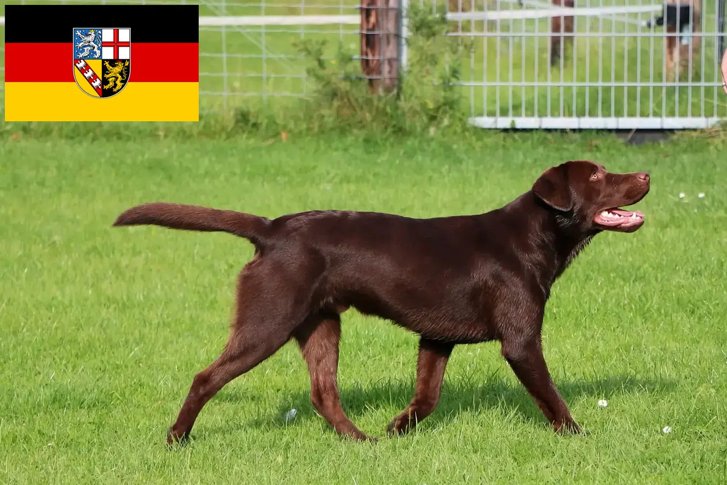 Lee más sobre el artículo Criadores de labradores y cachorros en Sarre