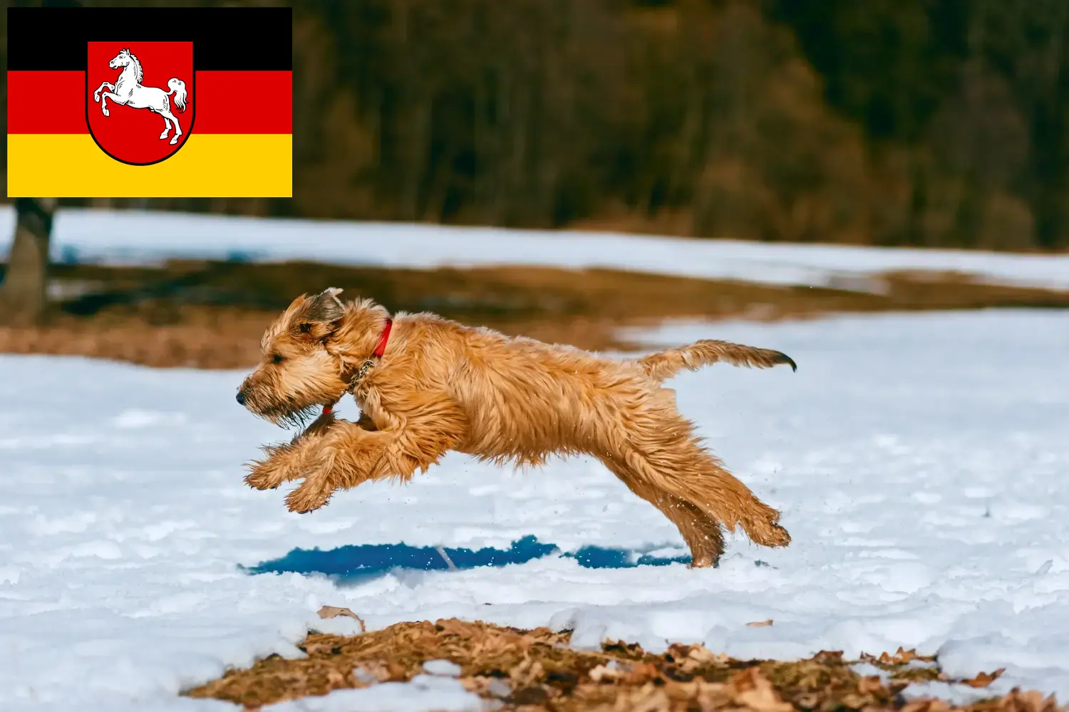 Lee más sobre el artículo Criadores de Irish Soft Coated Wheaten Terrier y cachorros en Baja Sajonia