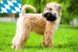 Lee más sobre el artículo Criadores y cachorros de Irish Soft Coated Wheaten Terrier en Baviera