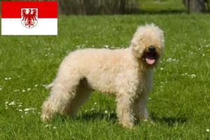 Lee más sobre el artículo Criadores de Irish Soft Coated Wheaten Terrier y cachorros en Brandenburgo