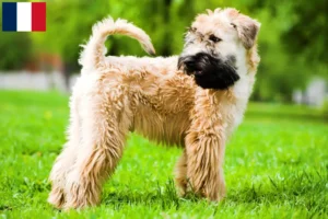 Lee más sobre el artículo Criadores y cachorros de Irish Soft Coated Wheaten Terrier en Francia